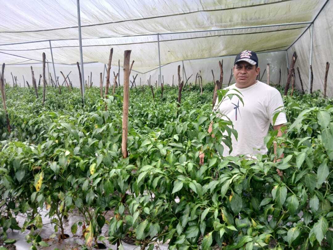 APROVAM: Impulsando la producción sostenible de hortalizas en Morocelí